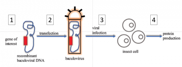 Baculovirus system mishra 2020