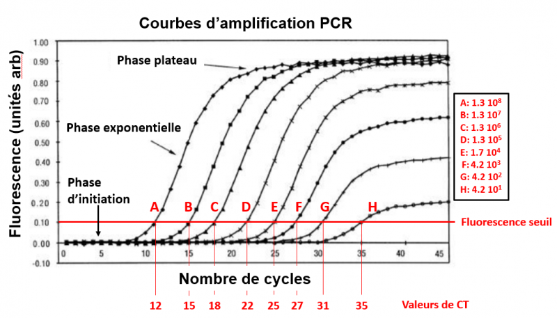 Courbe de fluorescence pcr freeman et al biotech 1999