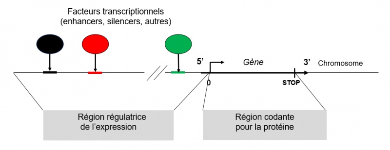 Gene regions regulatrice et codante