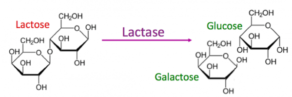 Lactose lactase glucose galatose