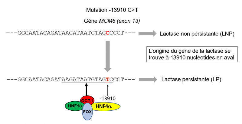 Mutation 13910 c t