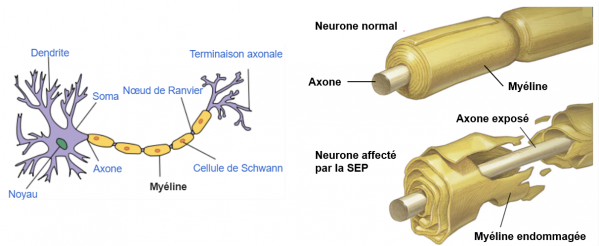 Neurone et myeline