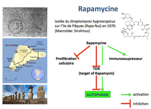Rapamycin 1
