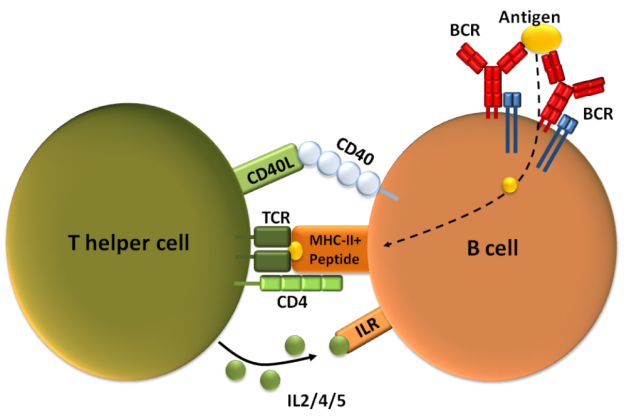 Activation bcell t cell dependant wiki