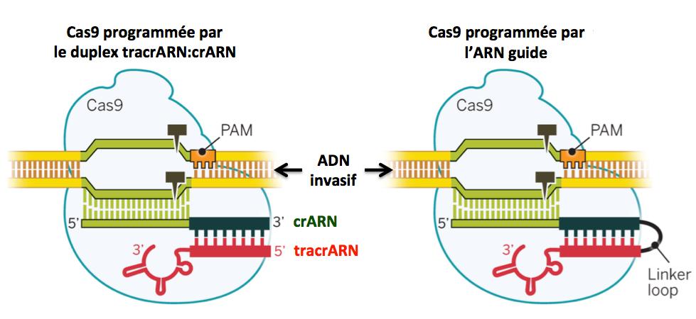 Arn guide