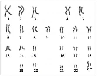 Caryotype