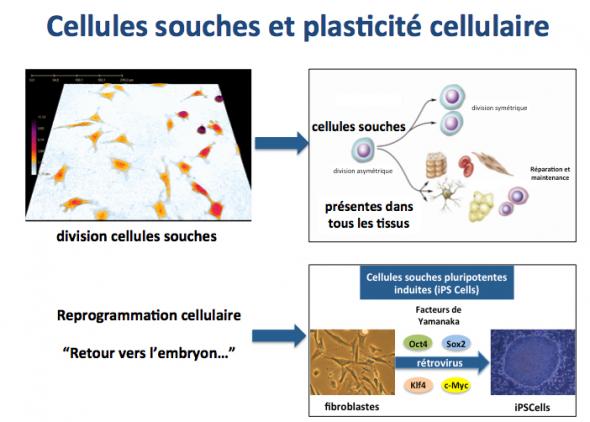 Cell souche et plasticite cell