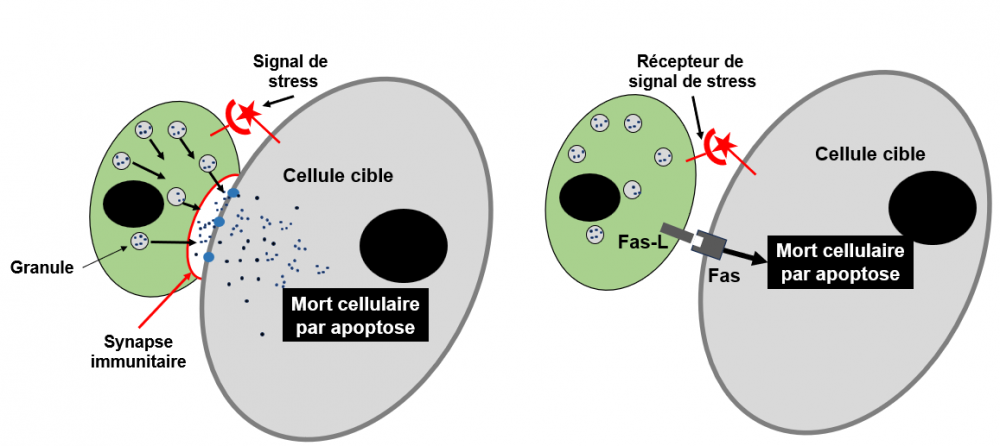 Cellule nk cytotoxicite