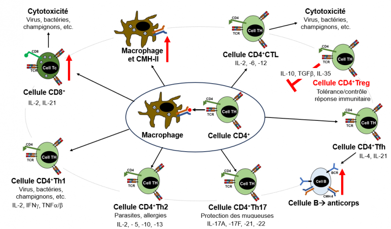 Cellules t helper