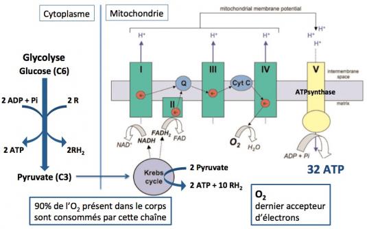 Chaine transp e lectrons