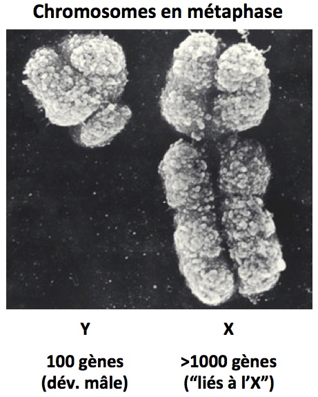 Chromosomes x et y