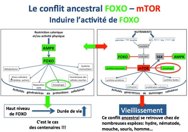 Conflit foxo mtor 1