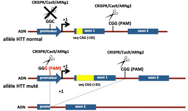 Crispr hd1 1