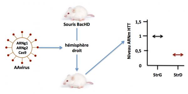 Crispr hd2