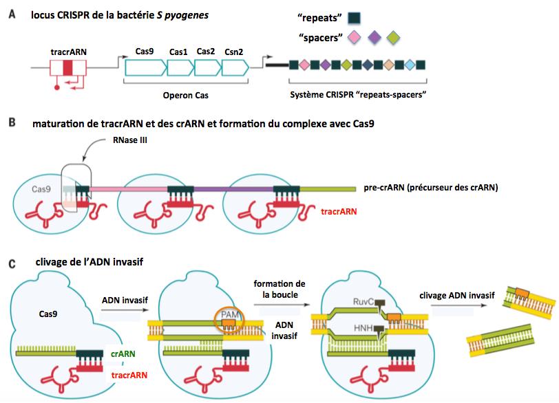 Crispr ii