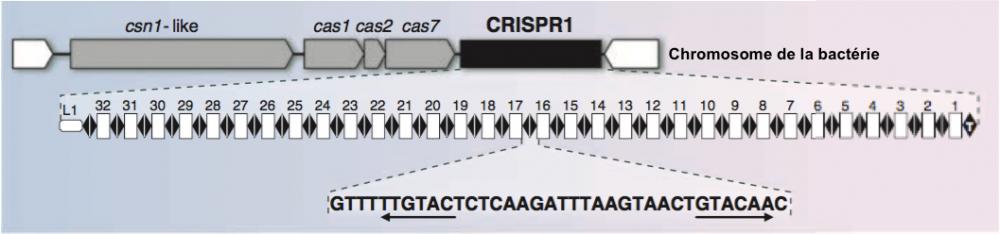 Crispr1 de t