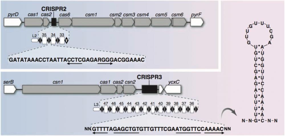 Crispr2 et 3 de t