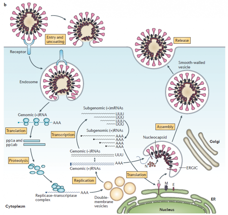 Cycle replication coronavirus selon de wit