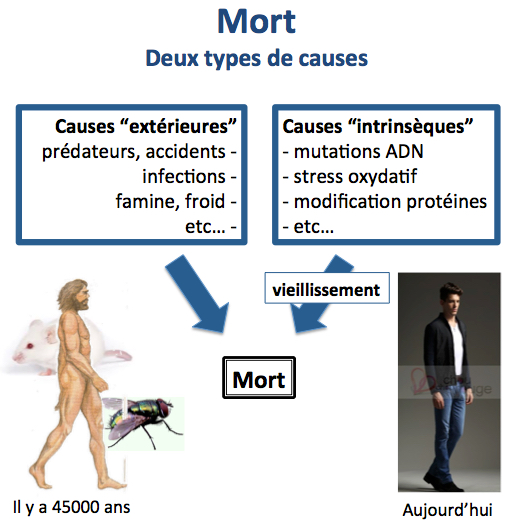 Deux causes de mort