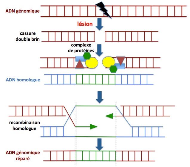 Dna repair hr