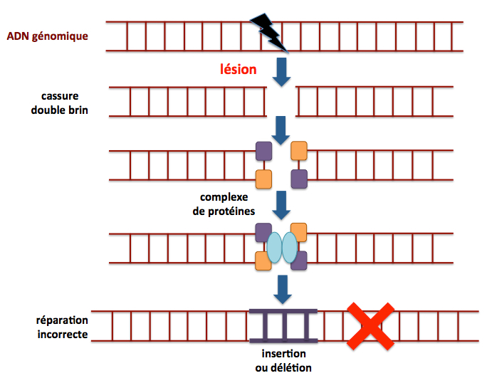 Dna repair nhej