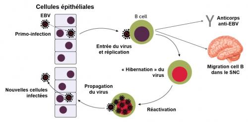 Ebv replication et propagation