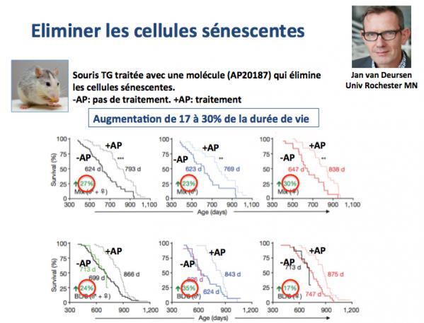 Eliminer les cells senescentes