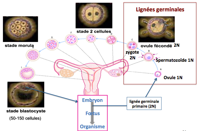 Embryoge ne se