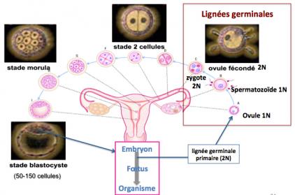 Embryoge ne se