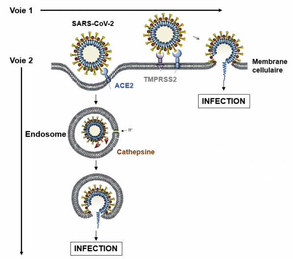 Entree du virus voies 1 et 2