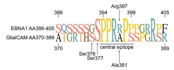 Epitope ebna 1 glialcam