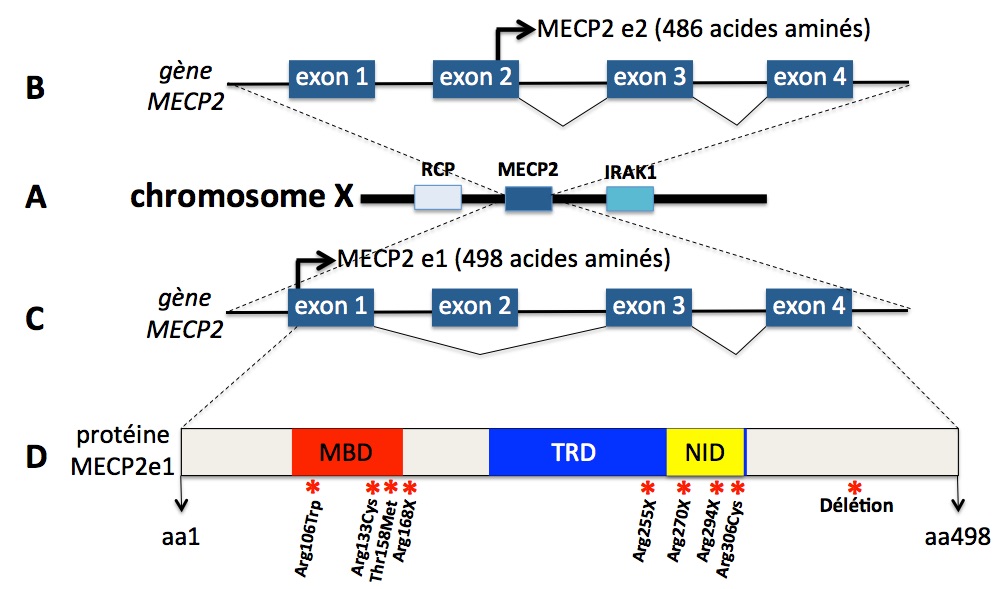 Fig mecp2