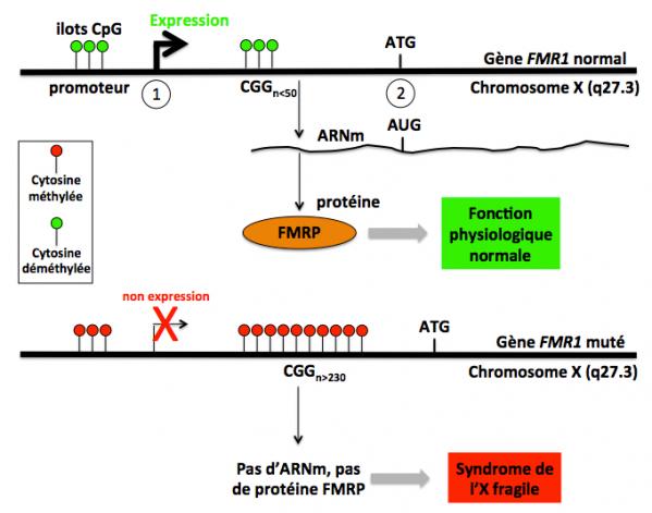 Figure 1 ge ne fmr1