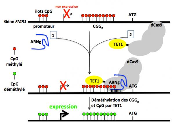 Figure 3 de me thylation cgg