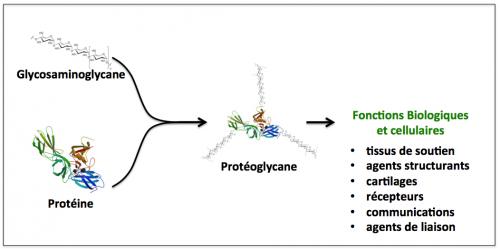 Figure 3 proteoglycane