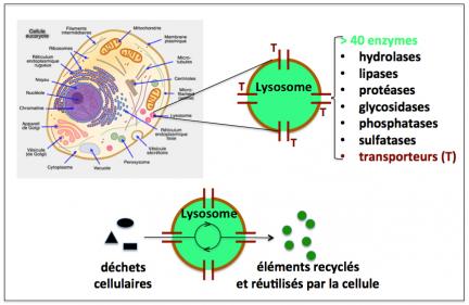 Figure 4 lysosomes