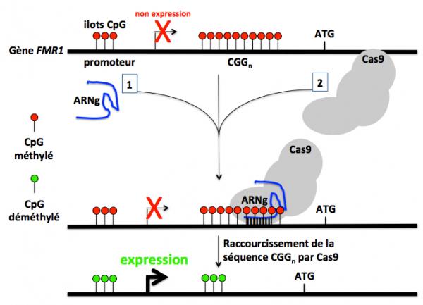 Figure 4 raccourcissement cgg