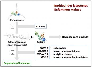 Figure 5 degradation proteoglycanes