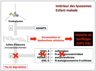 Figure 6 degradation proteoglycanes sf