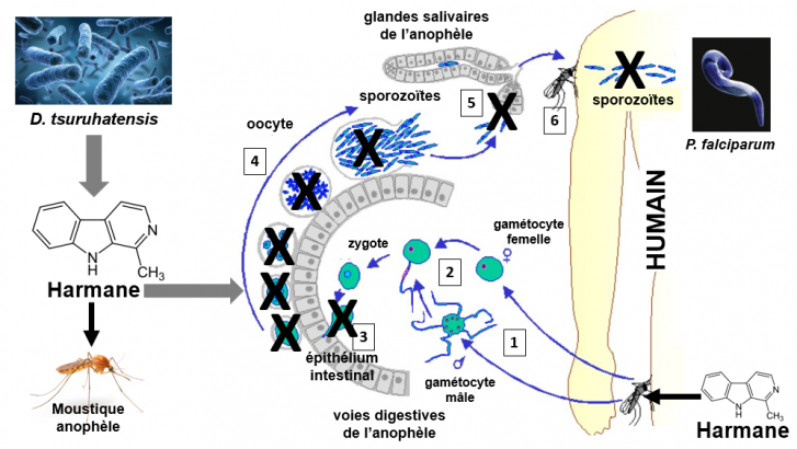 Figure cycle chez l anophele harmane