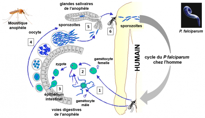 Figure cycle chez l anophele