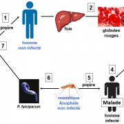 Figure cycle moustique homme 1