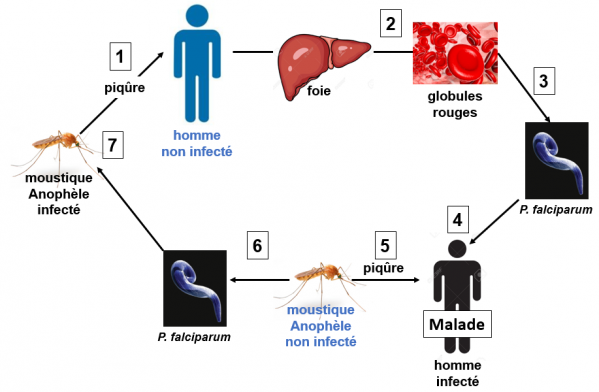 Figure cycle moustique homme 1