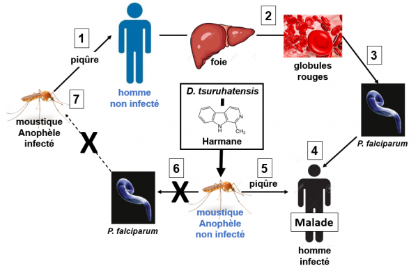 Figure cycle moustique homme harmane