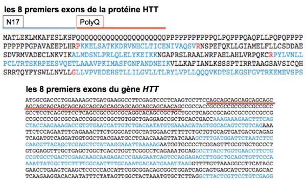 Ge ne et prote ine htt 8 exons