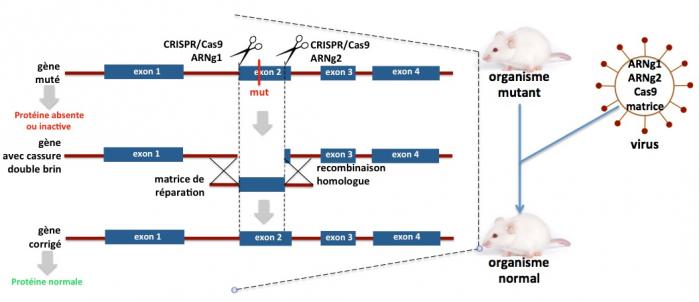 Gene correction par rh