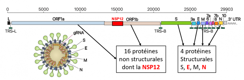 Genome viral