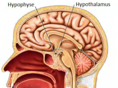 Hypothalamus humain