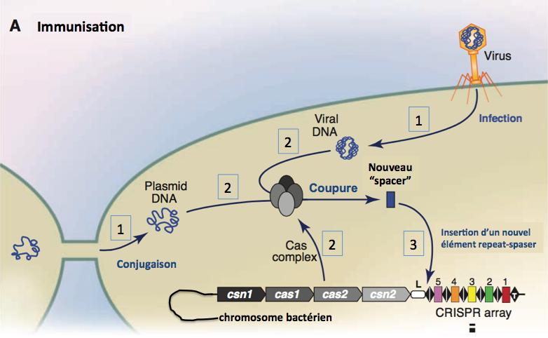 Immunisation