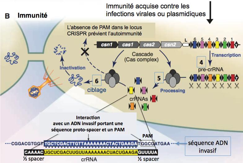 Immunite